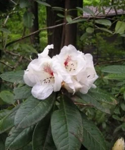 Rhododendron Harvest Moon Live Plant - White Bloom, Red Blotch, #2 Container - Image 3