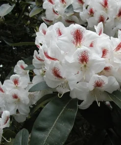 Rhododendron Harvest Moon Live Plant - White Bloom, Red Blotch, #2 Container - Image 4