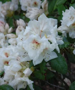Rhododendron Harvest Moon Live Plant - White Bloom, Red Blotch, #2 Container - Image 5