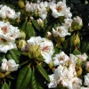 Rhododendron Harvest Moon Live Plant - White Bloom, Red Blotch, #2 Container - Image 1