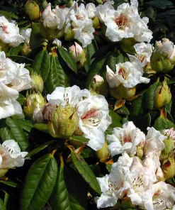 Rhododendron Harvest Moon Live Plant - White Bloom, Red Blotch, #2 Container - Image 1