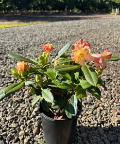 Rhododendron Honey Butter Live Plant – Yellow & Orange Blooms – #1 Container - Image 2
