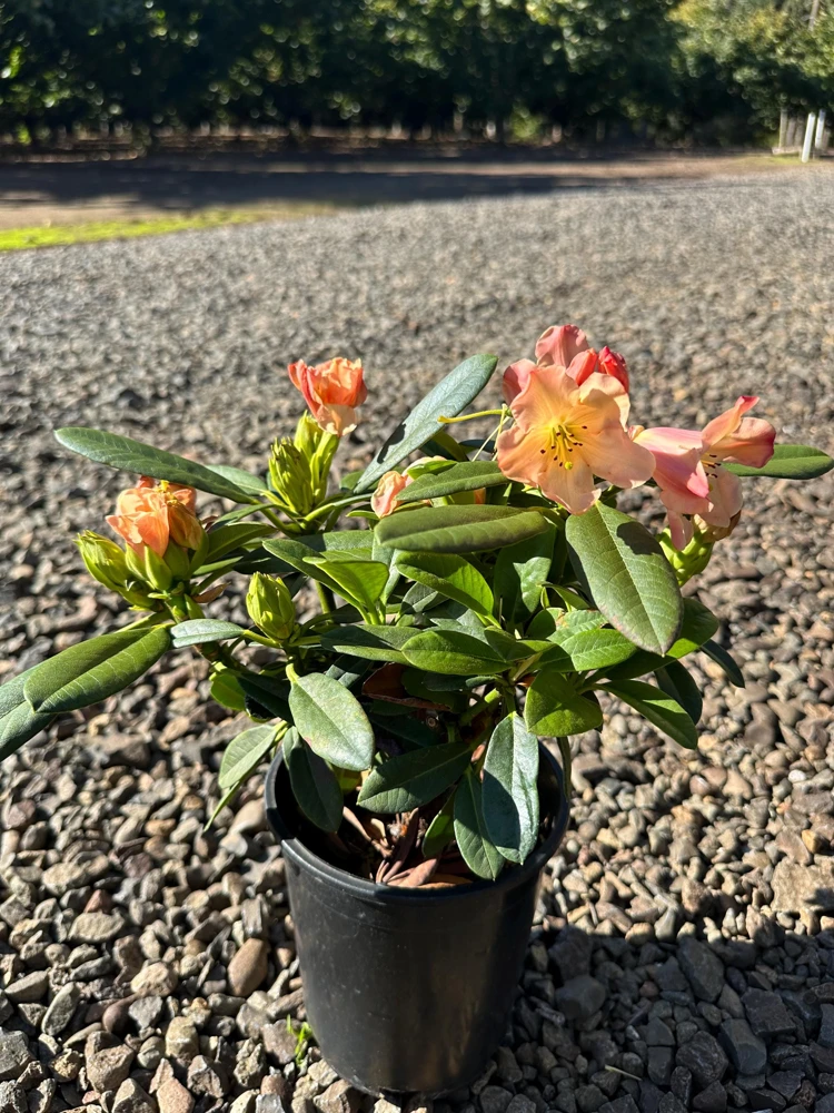 Rhododendron Honey Butter Live Plant – Yellow & Orange Blooms – #1 Container - Image 2