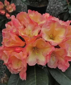 Rhododendron Honey Butter Live Plant – Yellow & Orange Blooms – #1 Container - Image 3