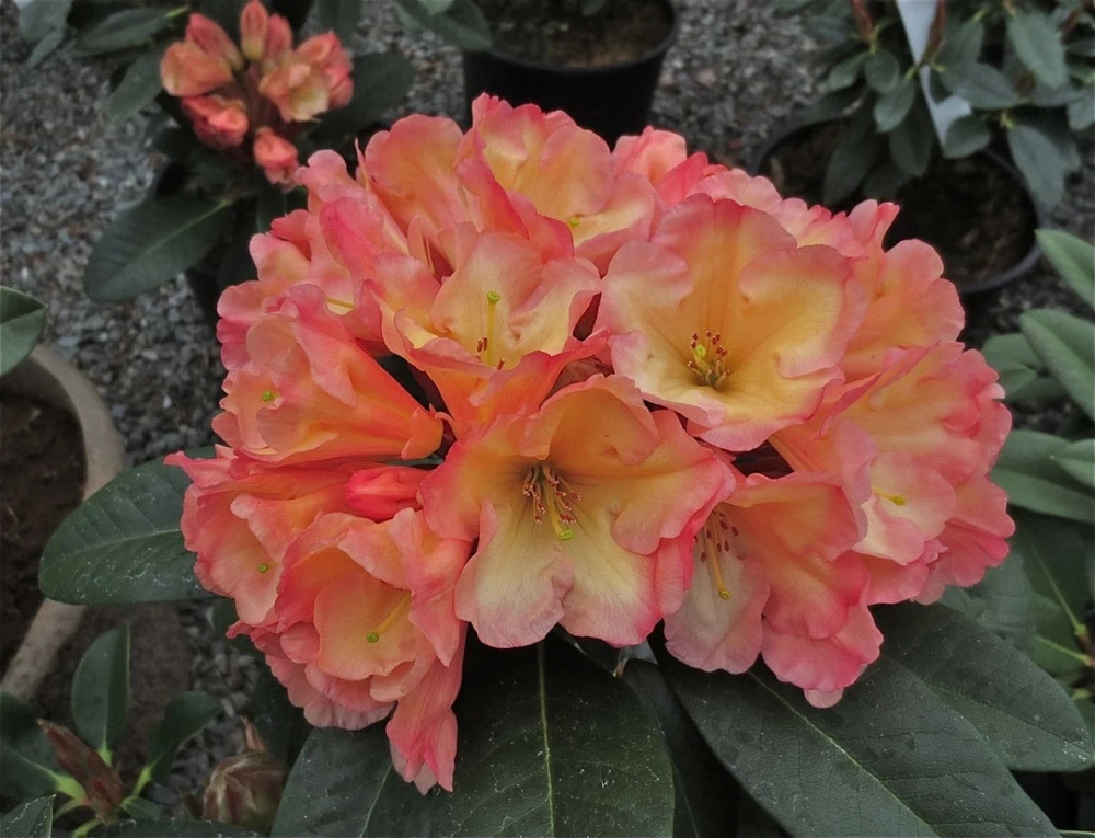 Rhododendron Honey Butter Live Plant – Yellow & Orange Blooms – #1 Container - Image 3