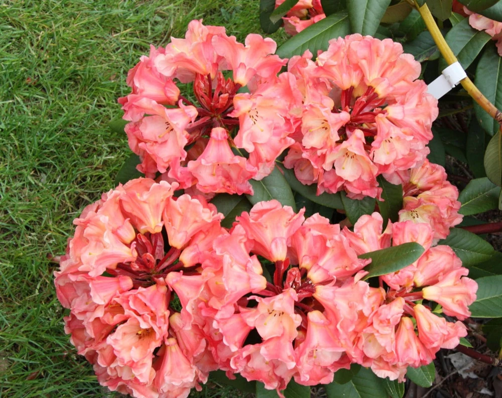 Rhododendron Honey Butter Live Plant – Yellow & Orange Blooms – #1 Container - Image 4
