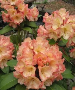 Rhododendron Honey Butter Live Plant – Yellow & Orange Blooms – #1 Container - Image 5