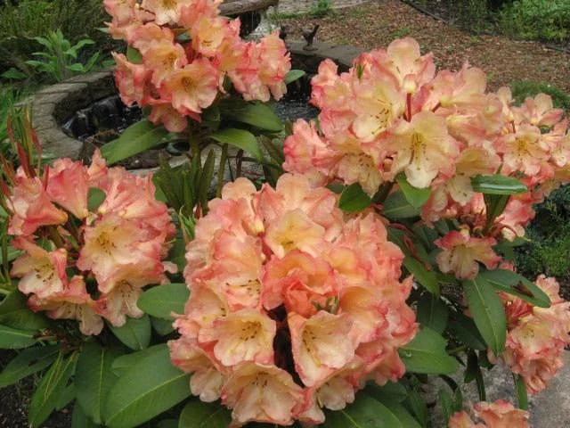 Rhododendron Honey Butter Live Plant – Yellow & Orange Blooms – #1 Container - Image 5