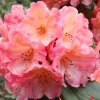 Rhododendron Honey Butter Live Plant – Yellow & Orange Blooms – #1 Container - Image 1