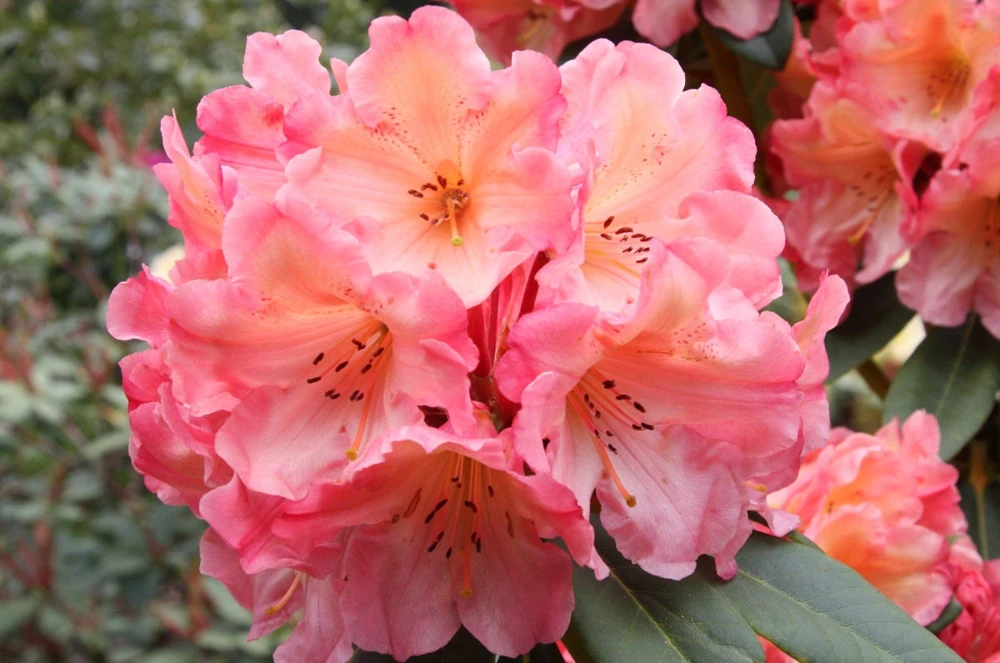 Rhododendron Honey Butter Live Plant – Yellow & Orange Blooms – #1 Container - Image 1