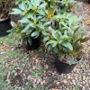 Rhododendron 'Honey Butter' - Yellow and Orange Blooms Rhododendron Flowers Plant - #2 Container Size - Image 1