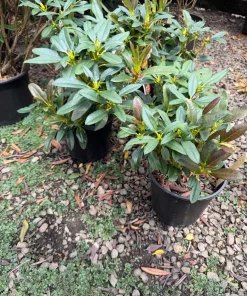 Rhododendron 'Honey Butter' - Yellow and Orange Blooms Rhododendron Flowers Plant - #2 Container Size - Image 1