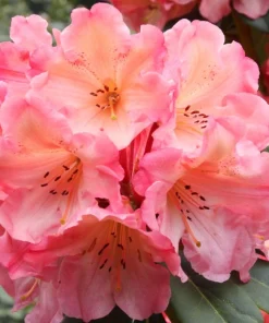 Rhododendron 'Honey Butter' - Yellow and Orange Blooms Rhododendron Flowers Plant - #2 Container Size - Image 2