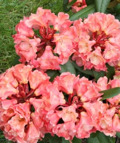 Rhododendron 'Honey Butter' - Yellow and Orange Blooms Rhododendron Flowers Plant - #2 Container Size - Image 4