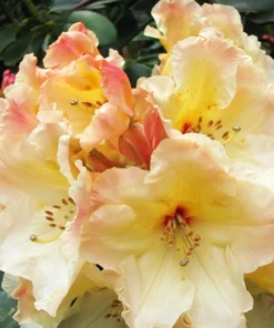 Rhododendron Horizon Monarch Live Plant - Yellow & Pink Blooms - #1 Container - Image 2