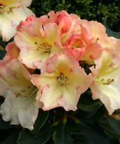 Rhododendron Horizon Monarch Live Plant - Yellow & Pink Blooms - #1 Container - Image 3