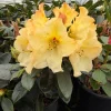 Rhododendron Horizon Monarch Live Plant - Yellow & Pink Blooms - #1 Container - Image 1