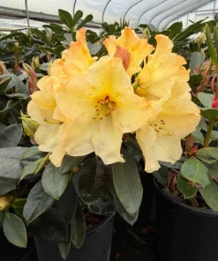 Rhododendron Horizon Monarch Live Plant - Yellow & Pink Blooms - #1 Container - Image 1