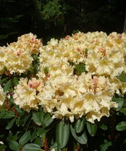 Rhododendron Horizon Monarch Live Plant - Yellow & Pink Blooms - #1 Container - Image 4