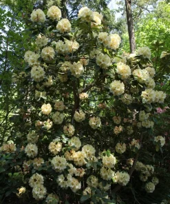 Rhododendron Horizon Monarch Live Plant - Yellow & Pink Blooms - #1 Container - Image 5