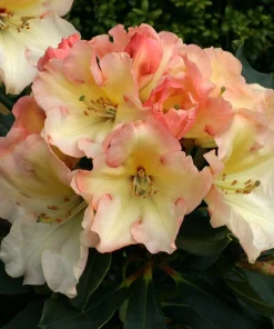 Rhododendron Horizon Monarch - Yellow and Pink Blooms Rhododendron Flowers Plant - 2 Gallon Size Plant - Image 3