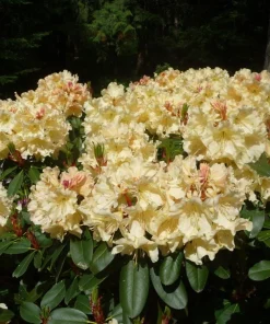 Rhododendron Horizon Monarch - Yellow and Pink Blooms Rhododendron Flowers Plant - 2 Gallon Size Plant - Image 4