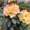 Rhododendron Horizon Monarch - Yellow and Pink Blooms Rhododendron Flowers Plant - 2 Gallon Size Plant - Image 1