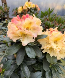 Rhododendron Horizon Monarch - Yellow and Pink Blooms Rhododendron Flowers Plant - 2 Gallon Size Plant - Image 1