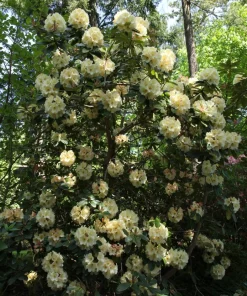 Rhododendron Horizon Monarch - Yellow and Pink Blooms Rhododendron Flowers Plant - 2 Gallon Size Plant - Image 5
