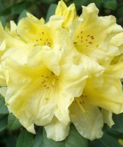 Rhododendron 'Hotei' - Yellow Blooms Rhododendron Flowers Plant - #1 container plant - Image 2