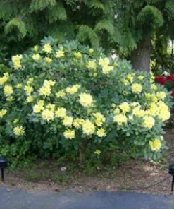 Rhododendron 'Hotei' - Yellow Blooms Rhododendron Flowers Plant - #2 container plant - Image 4