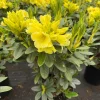 Rhododendron 'Hotei' - Yellow Blooms Rhododendron Flowers Plant - #2 container plant - Image 1