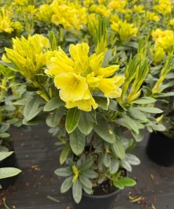 Rhododendron 'Hotei' - Yellow Blooms Rhododendron Flowers Plant - #2 container plant - Image 1