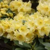 Rhododendron 'Hotei' - Yellow Blooms Rhododendron Flowers Plant - #1 container plant - Image 1