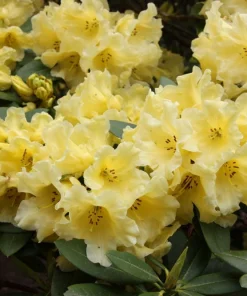 Rhododendron 'Hotei' - Yellow Blooms Rhododendron Flowers Plant - #1 container plant - Image 1