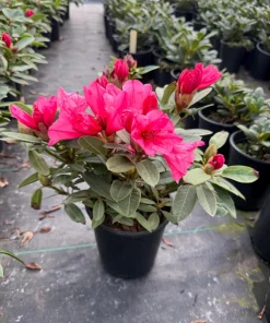 Rhododendron 'Kimbeth' Live Plant – Dwarf Rose-Pink Bell Blooms – 1 Gallon Shrub - Image 2
