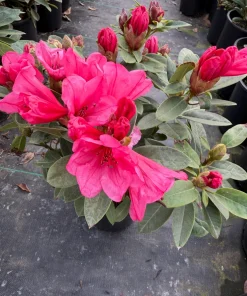 Rhododendron 'Kimbeth' Live Plant – Dwarf Rose-Pink Bell Blooms – 1 Gallon Shrub - Image 3