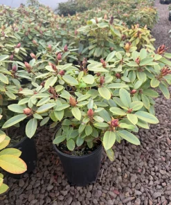 Rhododendron 'Kimbeth' Live Plant – Dwarf Rose-Pink Bell Blooms – 1 Gallon Shrub - Image 4