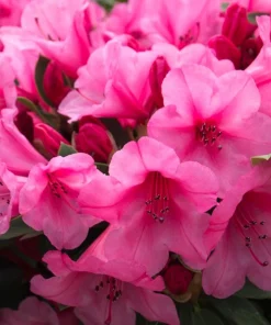 Rhododendron 'Kimbeth' Live Plant – Dwarf Rose-Pink Bell Blooms – 1 Gallon Shrub - Image 5