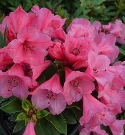 Rhododendron 'Kimbeth' Live Plant – Dwarf Rose-Pink Bell Blooms – 1 Gallon Shrub - Image 6