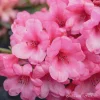 Rhododendron 'Kimbeth' Live Plant – Dwarf Rose-Pink Bell Blooms – 1 Gallon Shrub - Image 1