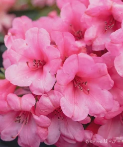 Rhododendron 'Kimbeth' Live Plant – Dwarf Rose-Pink Bell Blooms – 1 Gallon Shrub - Image 1