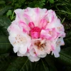 Rhododendron Kodiak Live Plant – Pink to White Flowers – 1 Gallon Container – Outdoor Shrub - Image 1