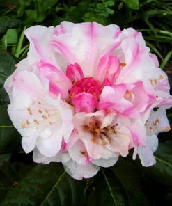 Rhododendron Kodiak Live Plant – Pink to White Flowers – 1 Gallon Container – Outdoor Shrub - Image 1