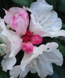 Rhododendron Kodiak Live Plant – Pink to White Flowers – 1 Gallon Container – Outdoor Shrub - Image 2