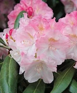Rhododendron Kodiak Live Plant – Pink to White Flowers – 1 Gallon Container – Outdoor Shrub - Image 3