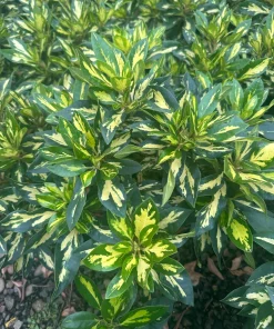 Rhododendron Live Plant – Variegated Gold Foliage, Lilac Blooms, #1 Container - Image 2