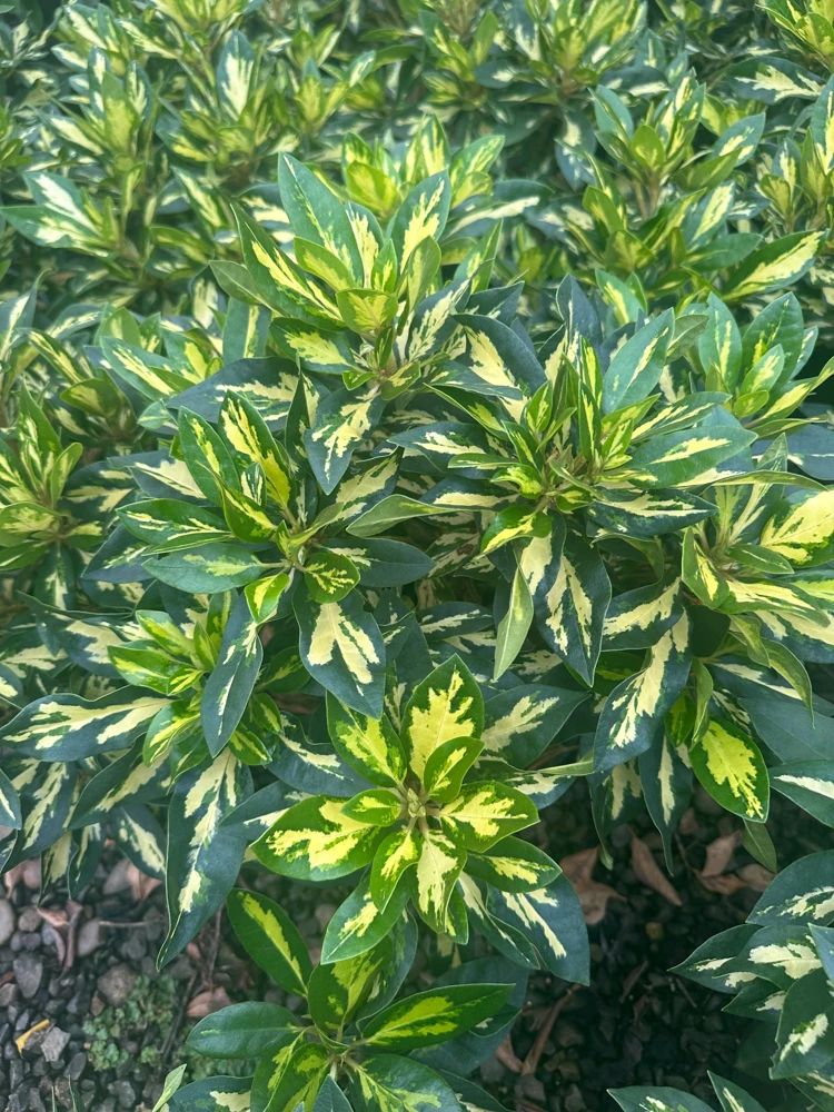 Rhododendron Live Plant – Variegated Gold Foliage, Lilac Blooms, #1 Container - Image 2