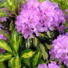 Rhododendron Live Plant – Variegated Gold Foliage, Lilac Blooms, #1 Container - Image 1
