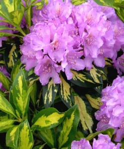 Rhododendron Live Plant – Variegated Gold Foliage, Lilac Blooms, #1 Container - Image 1